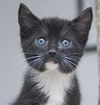 Harry the Loving Tuxedo Kitten