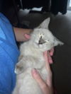 Cappuccino the Siamese Kitten