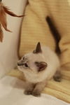 Cappuccino the Siamese Kitten
