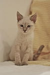 Cappuccino the Siamese Kitten