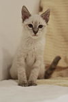 Cappuccino the Siamese Kitten