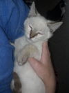 Latte the Siamese Kitten