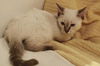 Latte the Siamese Kitten