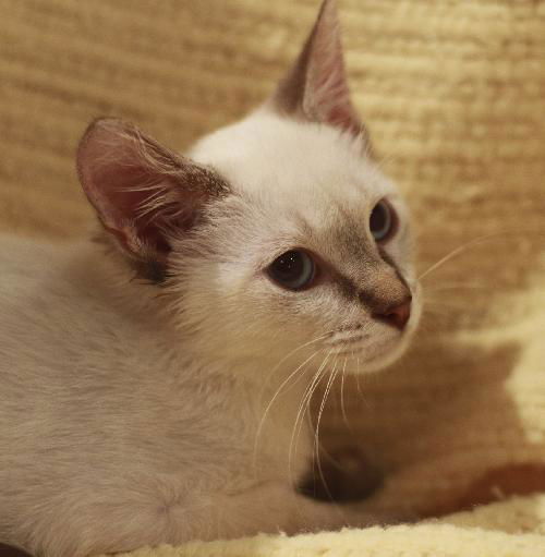 Latte the Siamese Kitten