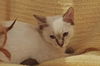 Latte the Siamese Kitten