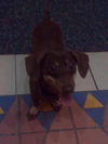 Skeeter the Sweet Dachshund