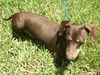 Skeeter the Sweet Dachshund