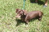 Skeeter the Sweet Dachshund