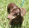 Skeeter the Sweet Dachshund