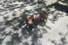 Skeeter the Sweet Dachshund