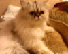 Inkley the Purebred Persian Princess