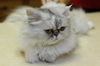 Inkley the Purebred Persian Princess