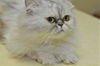 Inkley the Purebred Persian Princess