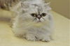 Inkley the Purebred Persian Princess