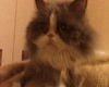 Halli the Purebred Persian Princess