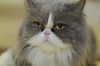 Halli the Purebred Persian Princess