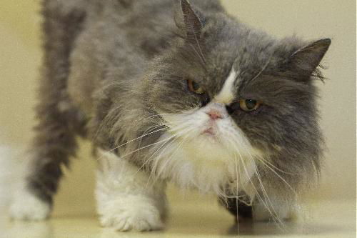 Halli the Purebred Persian Princess