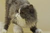 Halli the Purebred Persian Princess
