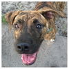 Adwin the Sweet Terrier