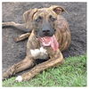 Adwin the Sweet Terrier