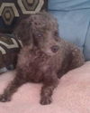 Ester the Sweet Little Poodle