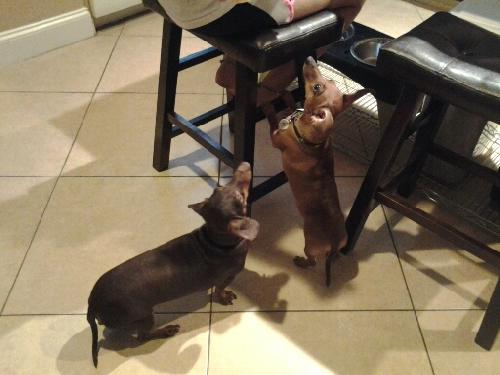 Roxy the Dachshund