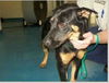 Maddie the Shy Shepherd Mix