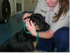 Maddie the Shy Shepherd Mix