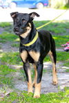 Maddie the Shy Shepherd Mix