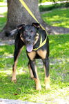 Maddie the Shy Shepherd Mix