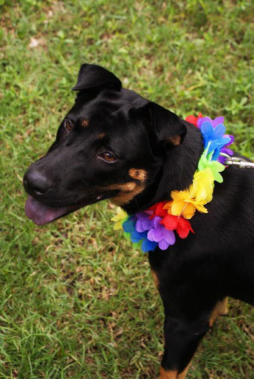 Maddie the Shy Shepherd Mix