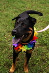 Maddie the Shy Shepherd Mix