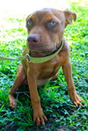 ZaZa the Sweet Little Red Terrier