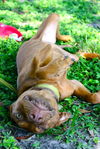 ZaZa the Sweet Little Red Terrier