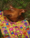 ZaZa the Sweet Little Red Terrier