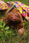 ZaZa the Sweet Little Red Terrier