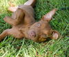 ZaZa the Sweet Little Red Terrier