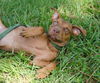 ZaZa the Sweet Little Red Terrier