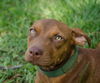 ZaZa the Sweet Little Red Terrier