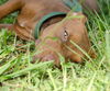 ZaZa the Sweet Little Red Terrier