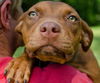 ZaZa the Sweet Little Red Terrier