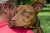 ZaZa the Sweet Little Red Terrier
