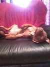 ZaZa the Sweet Little Red Terrier
