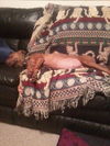 ZaZa the Sweet Little Red Terrier