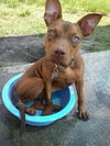 ZaZa the Sweet Little Red Terrier