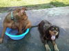 ZaZa the Sweet Little Red Terrier