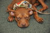 ZaZa the Sweet Little Red Terrier