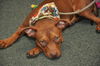 ZaZa the Sweet Little Red Terrier