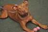 ZaZa the Sweet Little Red Terrier