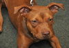 ZaZa the Sweet Little Red Terrier